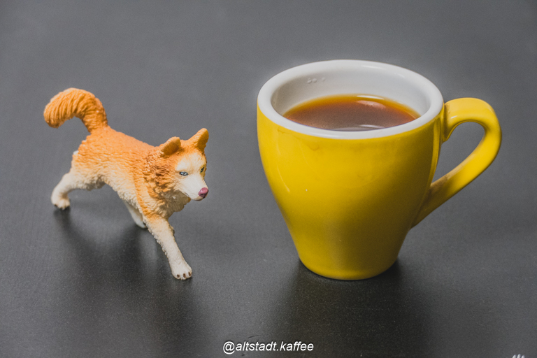 Dog Enjoys Yellow Espresso